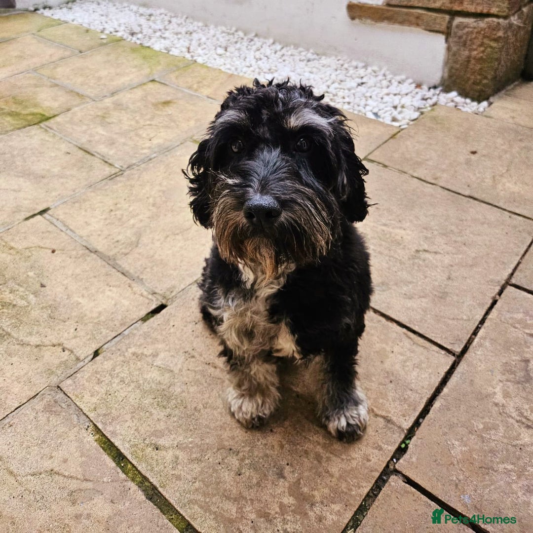 Cockapoo dogs for sale: F2 Cockapoo Puppies – Ready mid-late December - Image 10