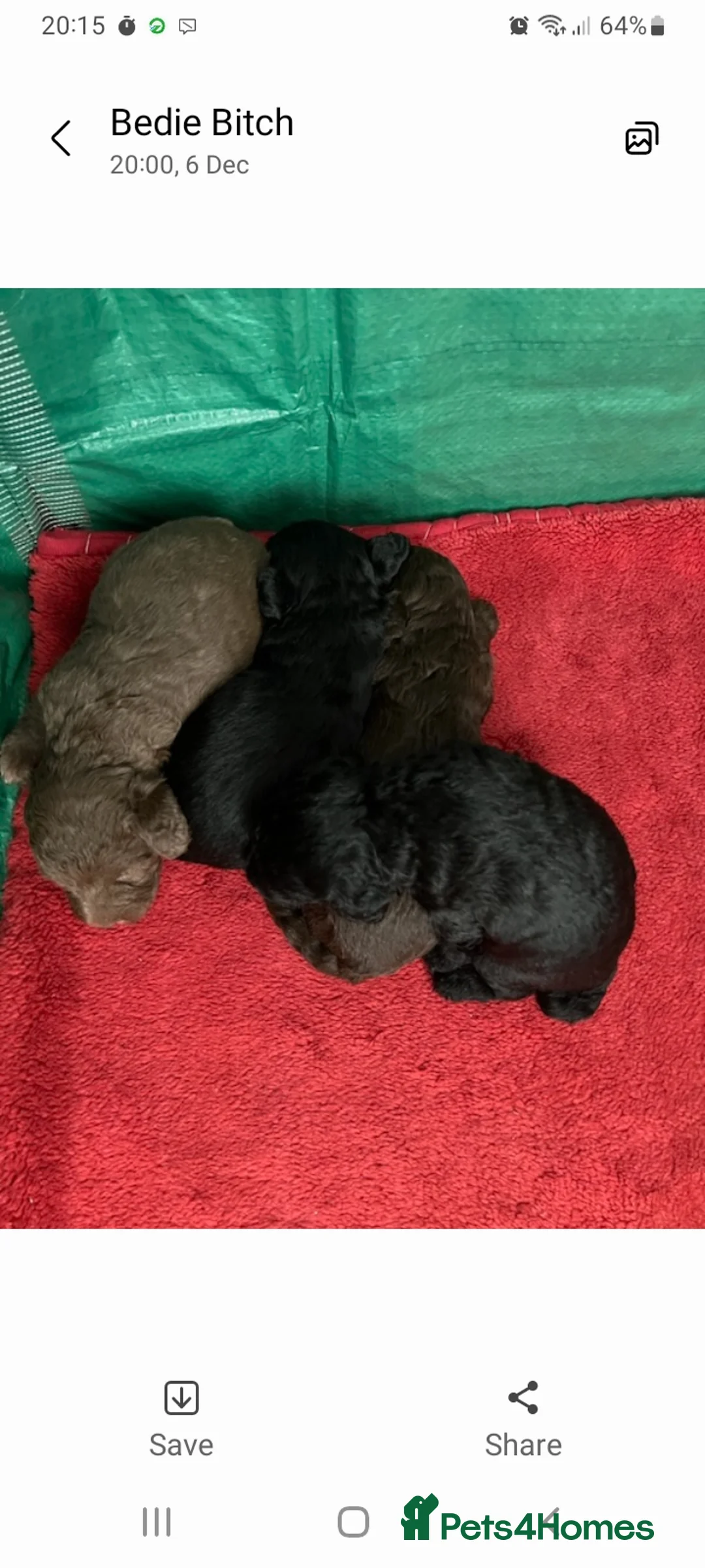 Bedlington Terrier dogs for stud: Blue.  Bedlington terrier for stud  CT Clear   in Chesterfield - Advert 32