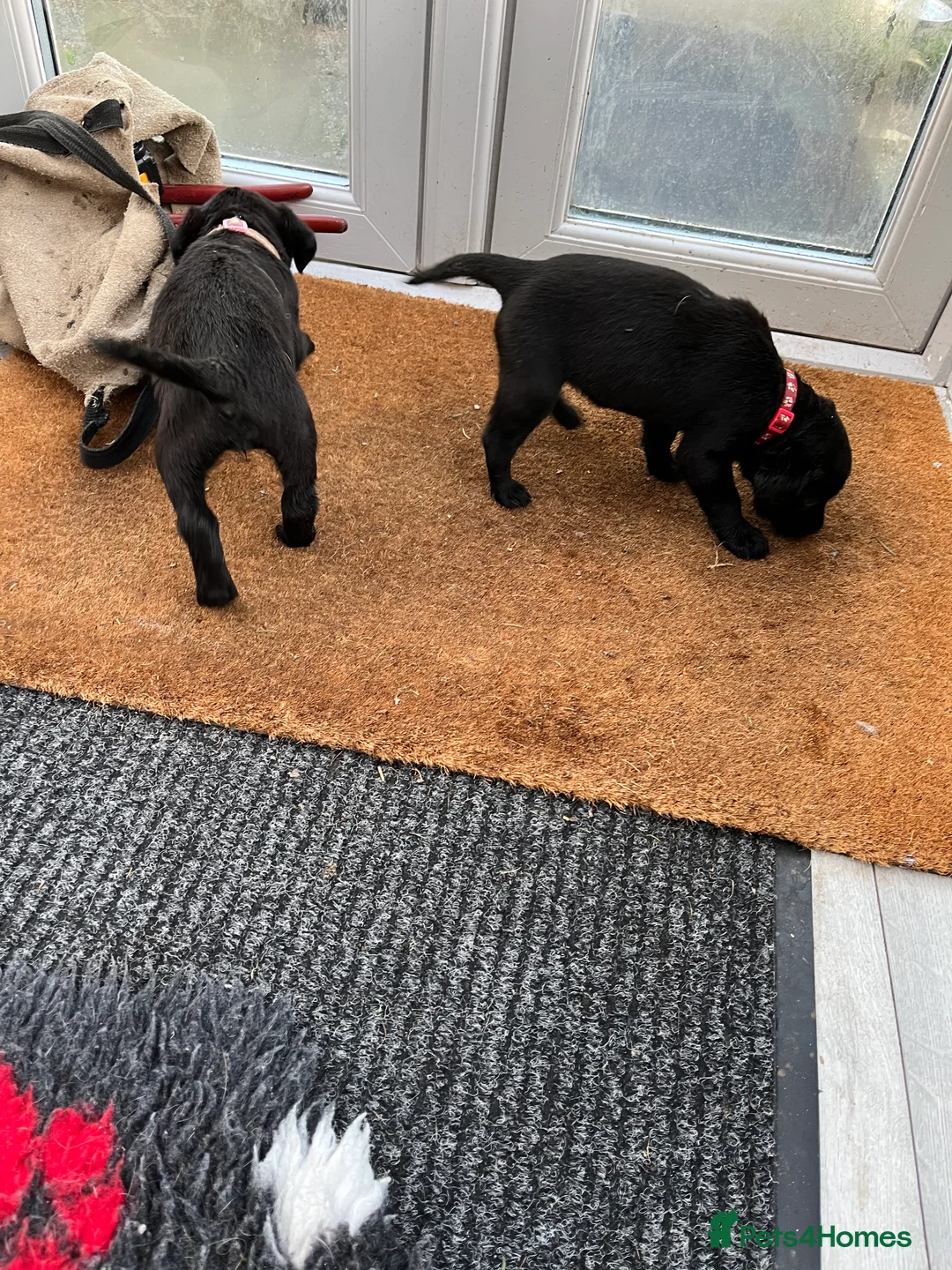 Labrador Retriever dogs for sale: Beautiful black Labrador puppies  - Advert 7