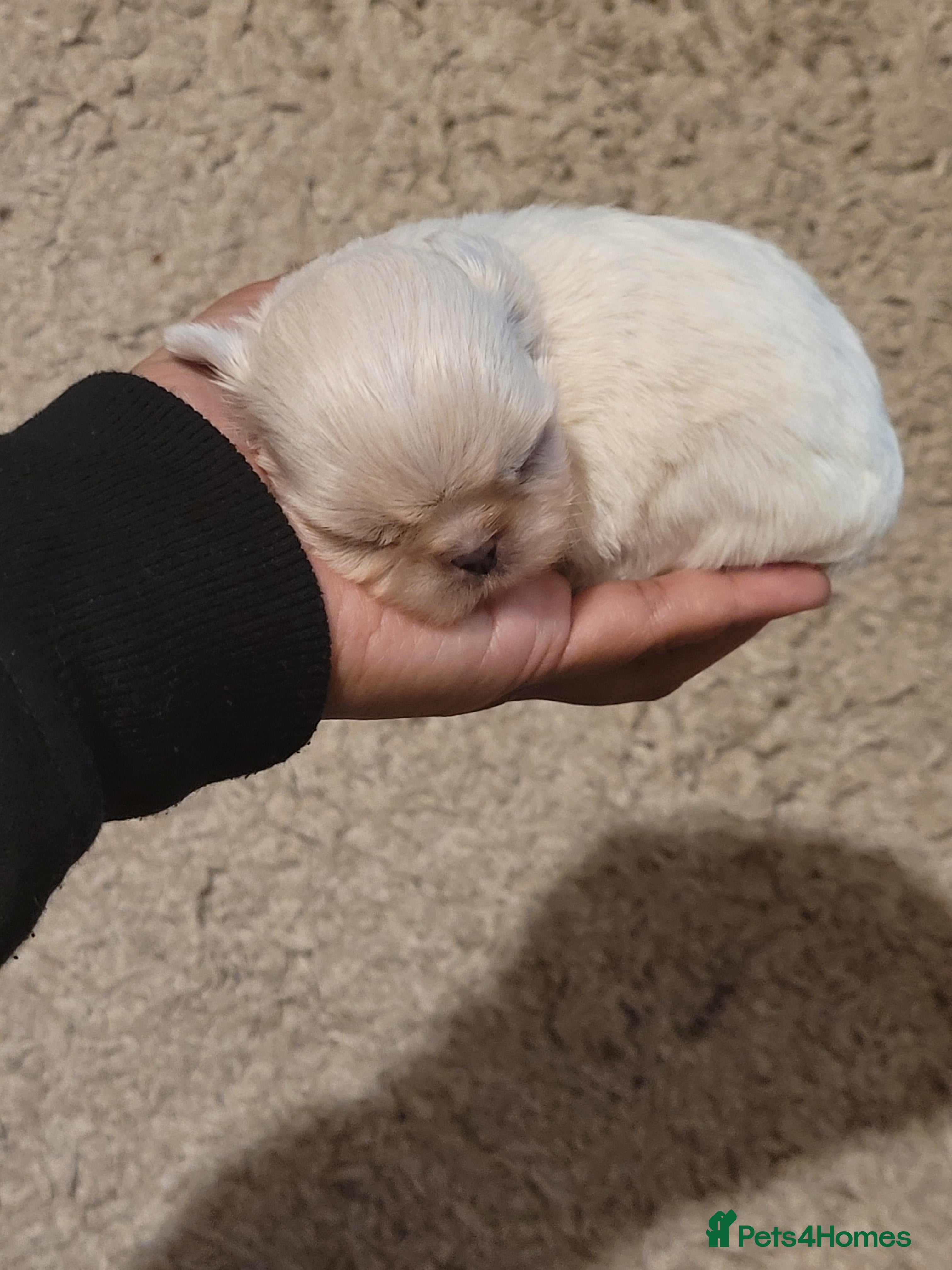 Shih Tzu dogs One of the kind weight 1lbs Imperial ShihTzu boy - Advert 10