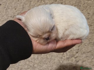 Shih Tzu dogs One of the kind weight 1lbs Imperial ShihTzu boy - Advert 4