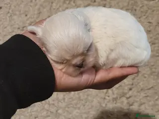 Shih Tzu dogs KC super tiny weight 1lbs Imperial ShihTzu boy - Advert 1