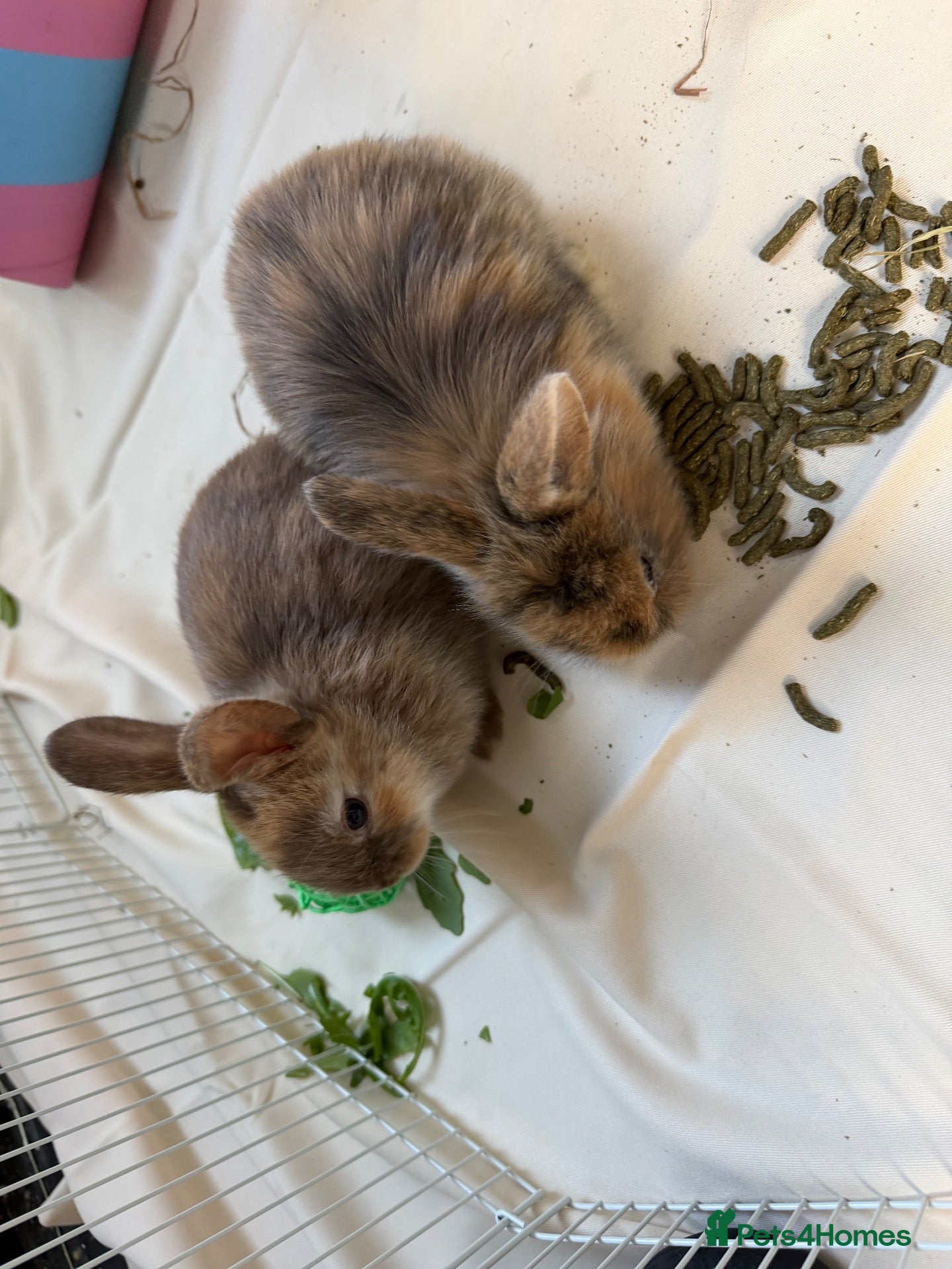 Mixed Breed rabbits Mix breed lion heads for sale - Advert 1