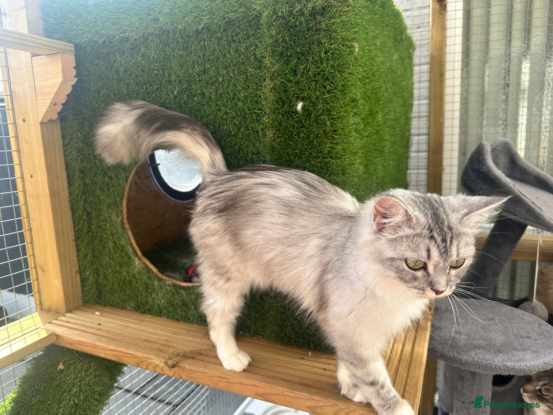 Persian cats for sale: Doll Faced Traditional Persian - Image 3