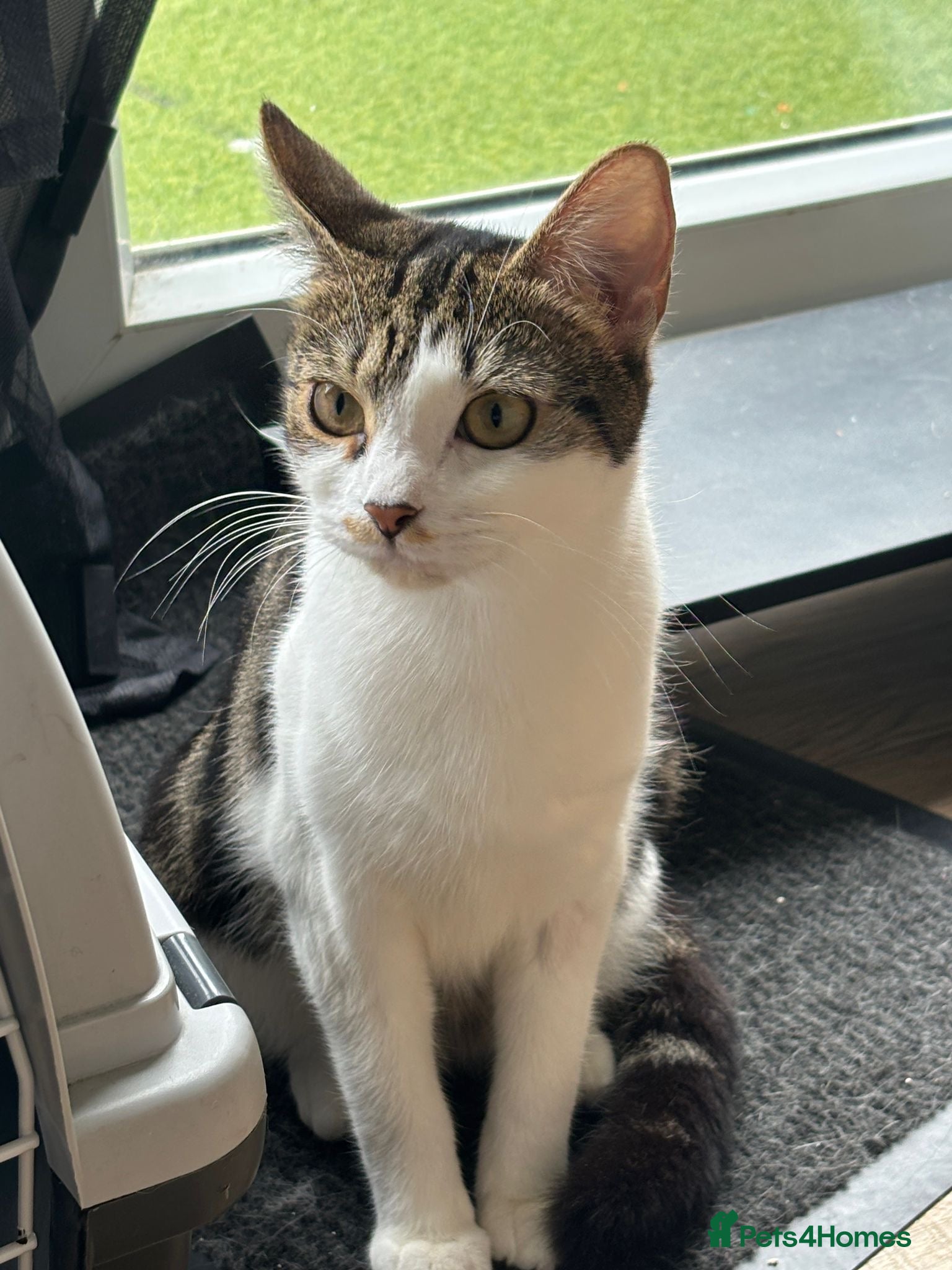 Domestic Shorthair cats Lily & Tallulah - Adopt Cats in Crisis East Ldn - Advert 1