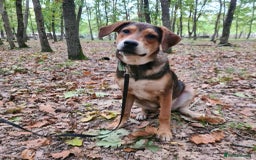 Mixed Breed dogs for adoption: Hound mix sweet Archie for adoption  - Advert 5