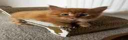 Maine Coon cats for sale: Stunning Mainecoon Kittens - Advert 26