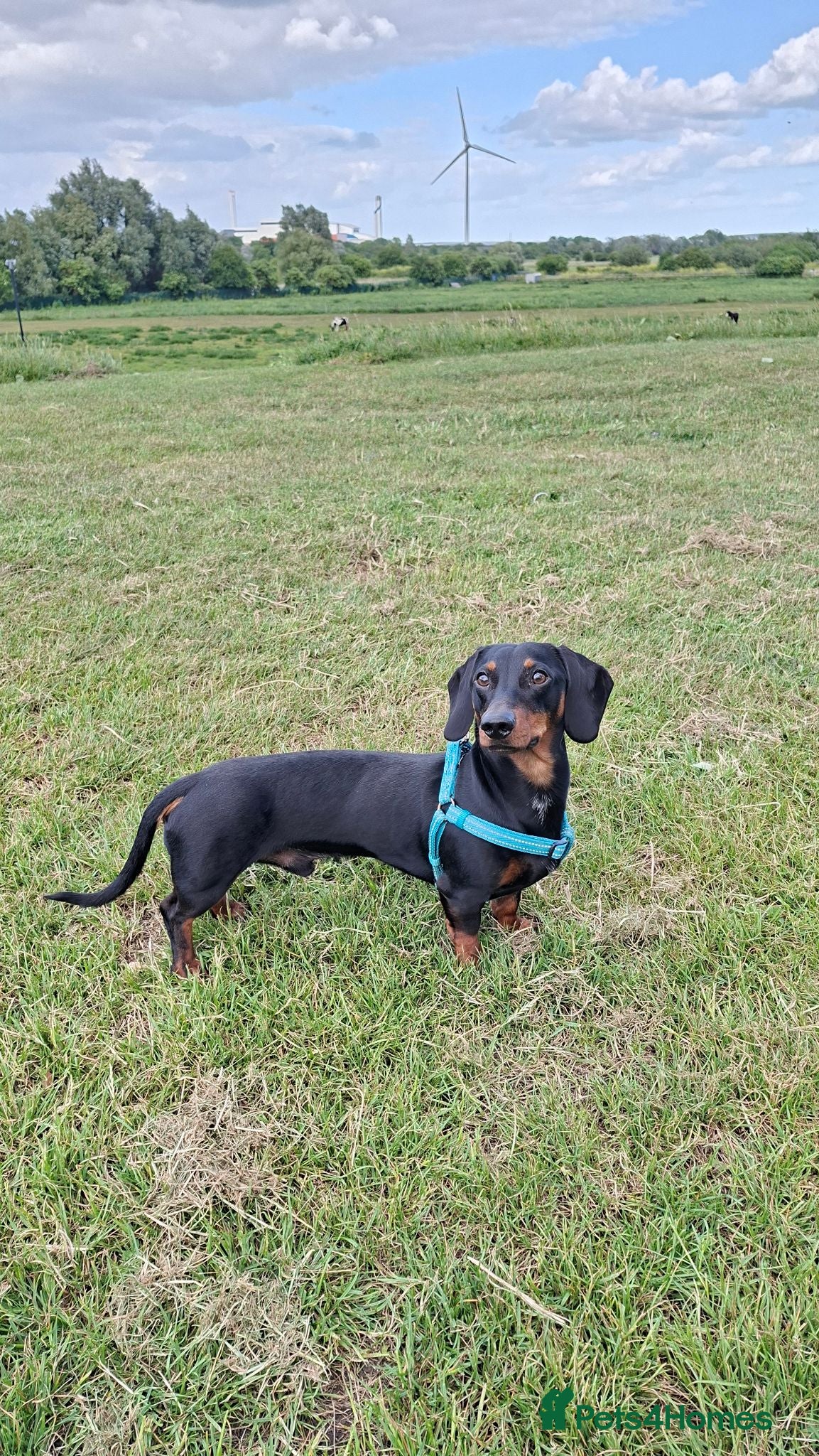 Dachshund dogs Black & Tan Dachshund - Stud Service Available - Advert 2