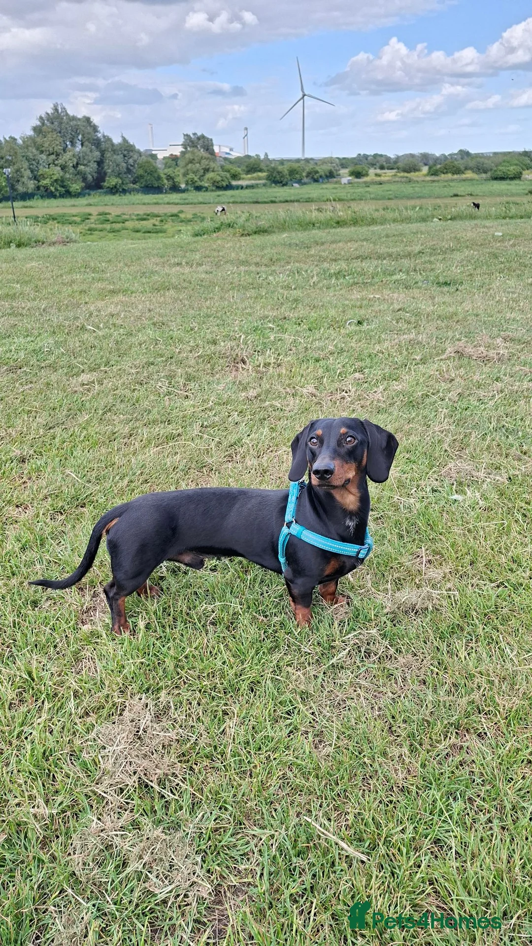 Dachshund dogs for stud: Black & Tan Dachshund - Stud Service Available in London - Advert 2