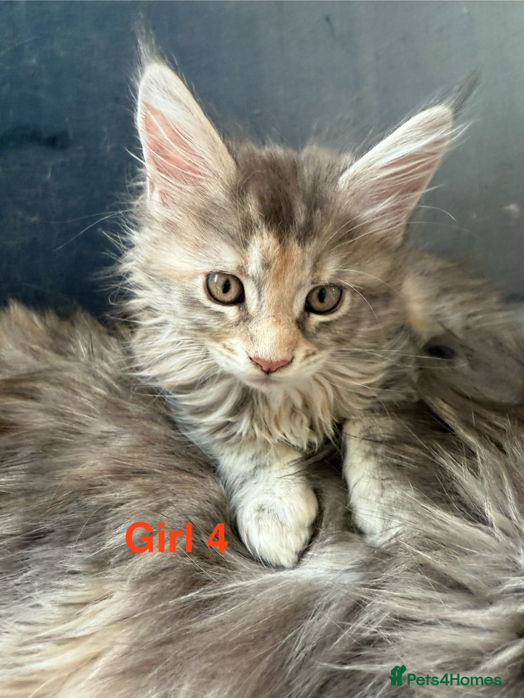 Maine Coon cats for sale: Beautiful Mainecoon Kittens x5 - Image 10
