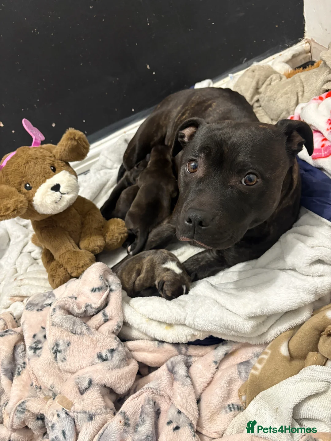 Staffordshire Bull Terrier dogs for sale: 4 black and brindle Staffordshire bull terriers - Advert 28