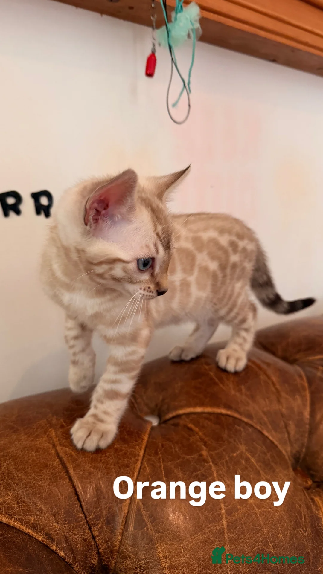 Bengal cats for sale: Beautiful Snow Bengals - Advert 2