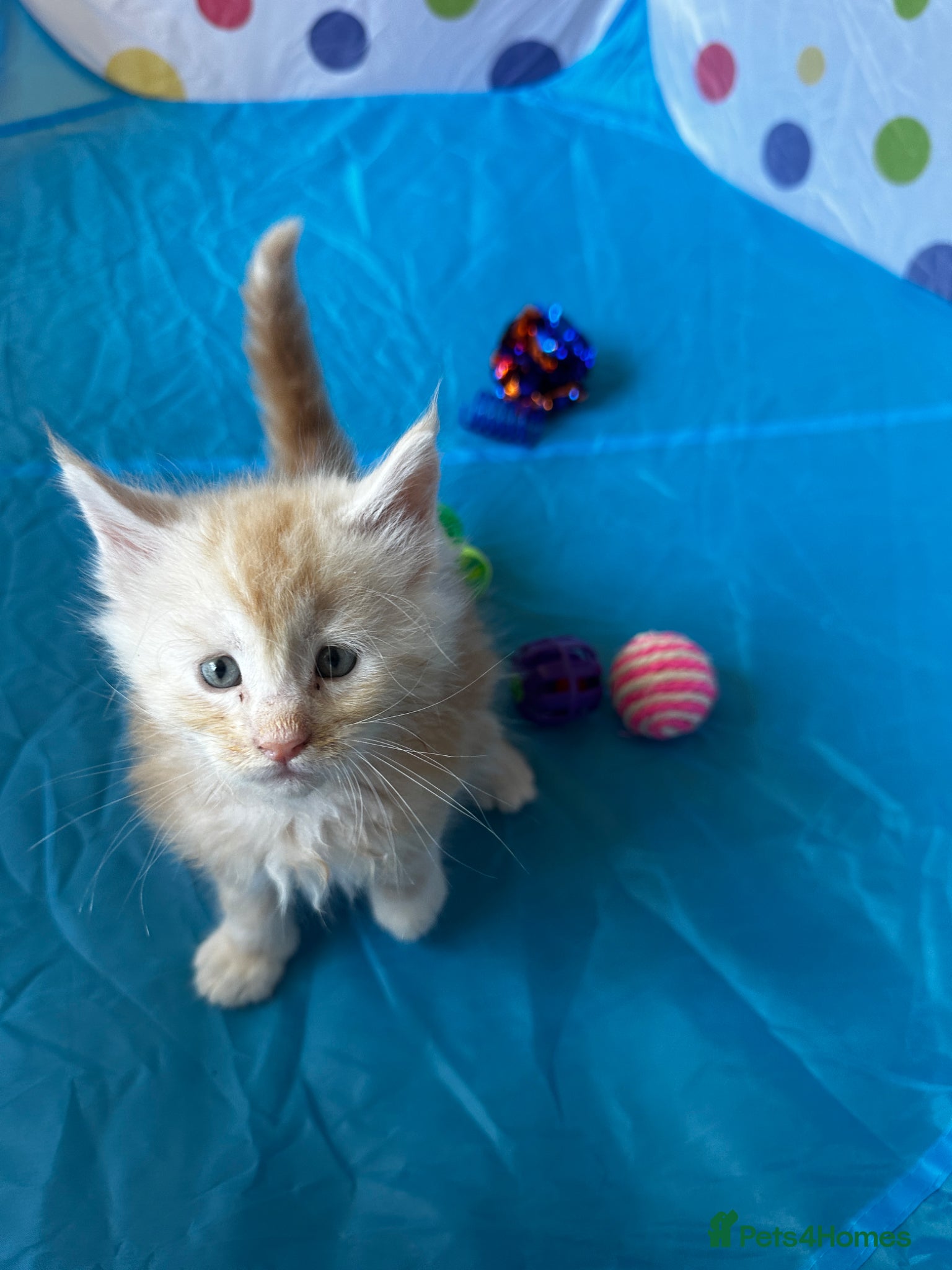 Maine Coon cats Maine Coon Kittens - Advert 2