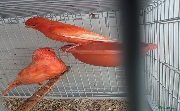 Canaries birds - Advert 2
