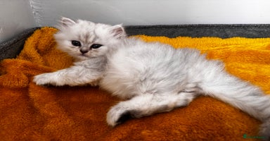 Persian cats - Advert 2
