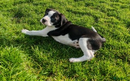 Mixed Breed dogs for sale:  ALL PUPPIES NOW SOLD - Image 10