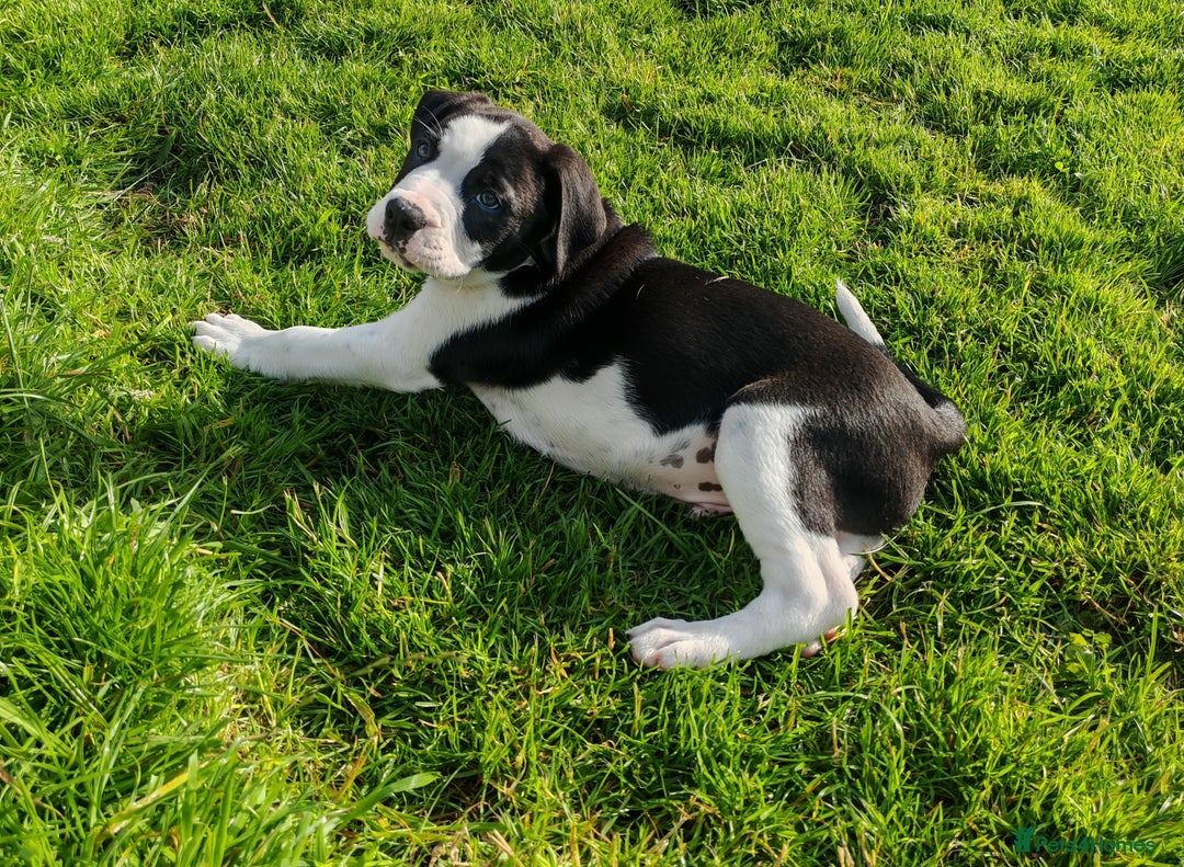 Mixed Breed dogs for sale:  ALL PUPPIES NOW SOLD - Image 10