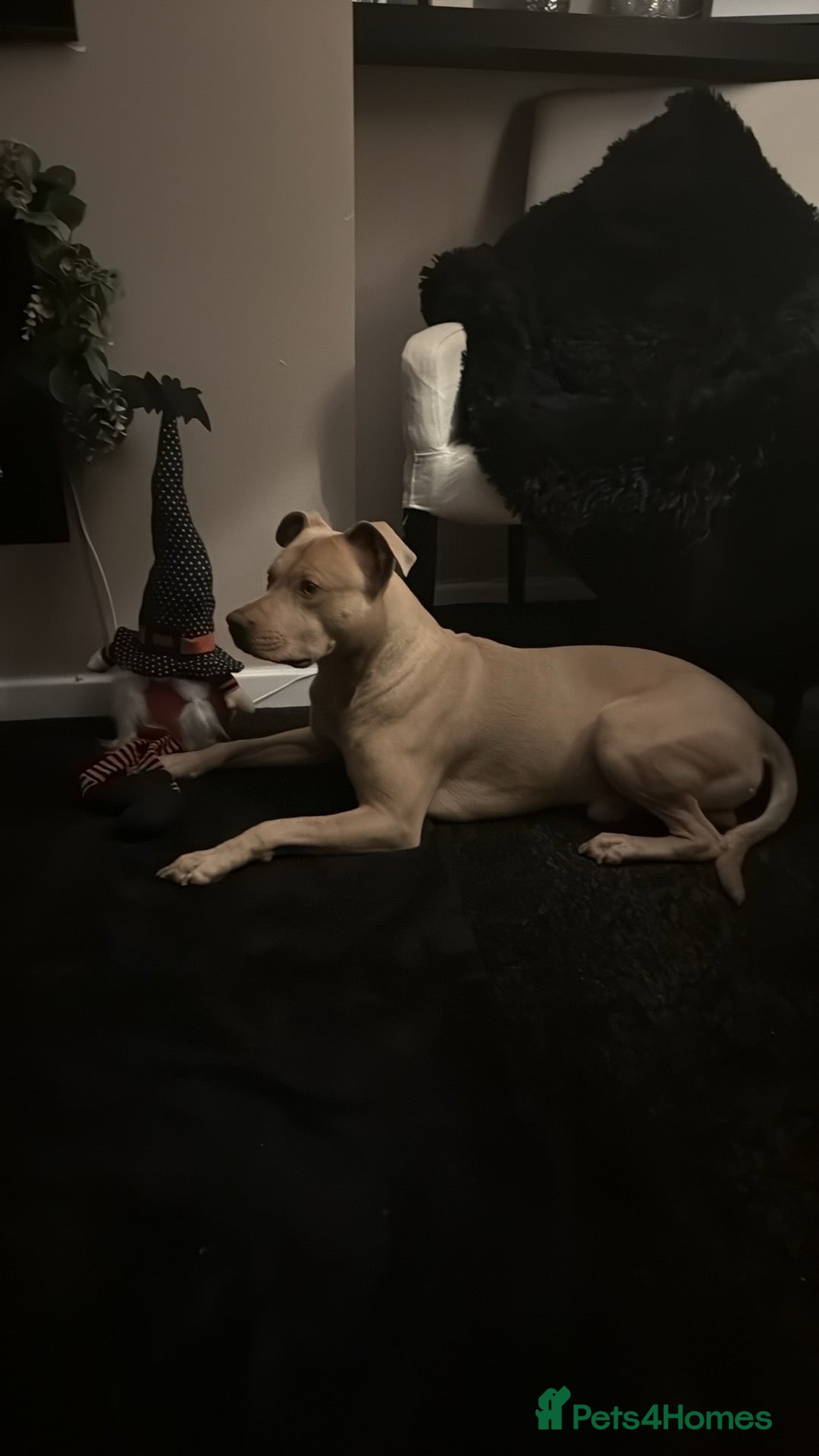 Staffordshire Bull Terrier dogs for sale: Loving frankie - Advert 10