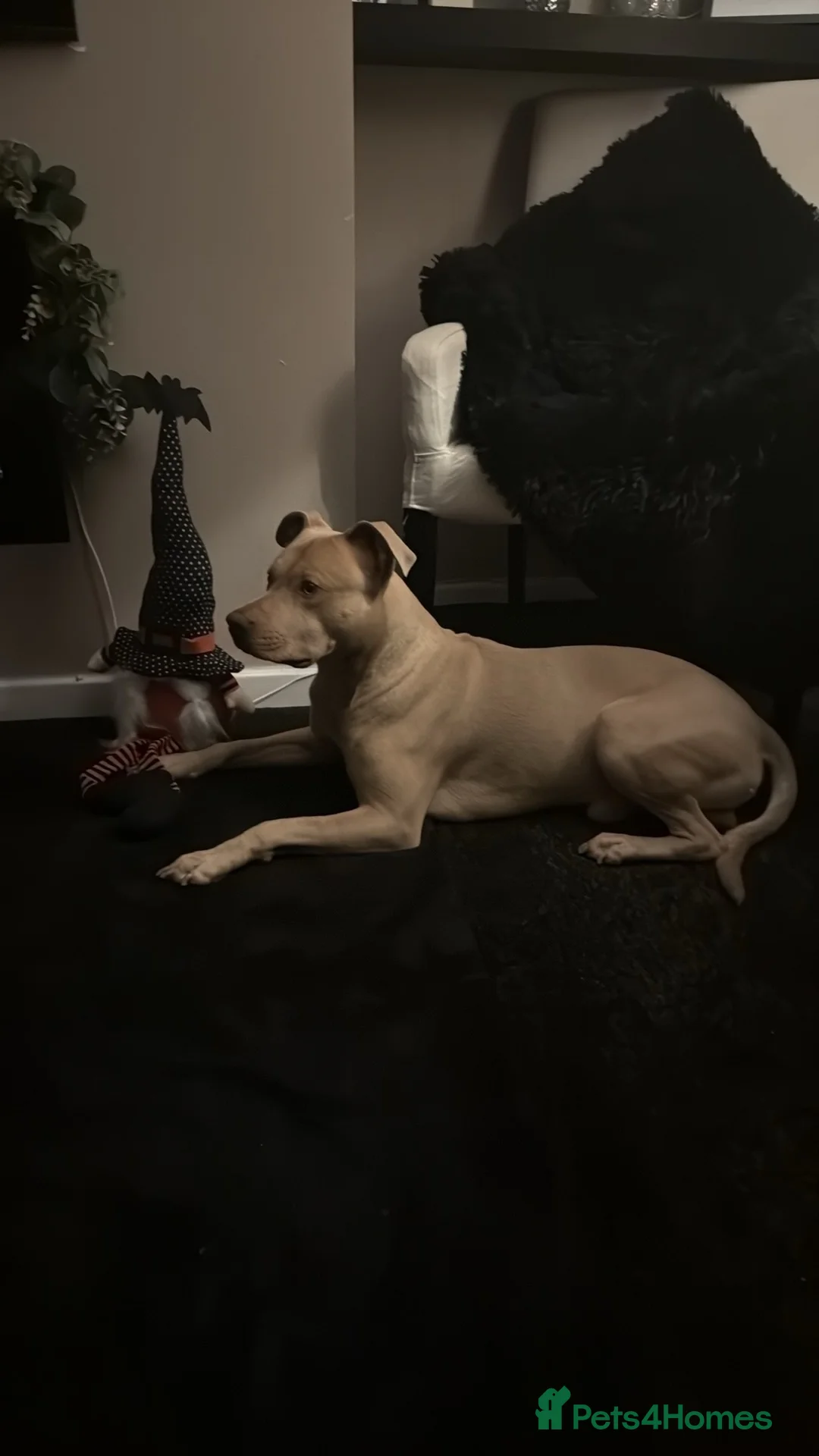 Staffordshire Bull Terrier dogs for sale: Loving frankie - Advert 1