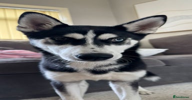 Siberian Husky dogs - Advert 13