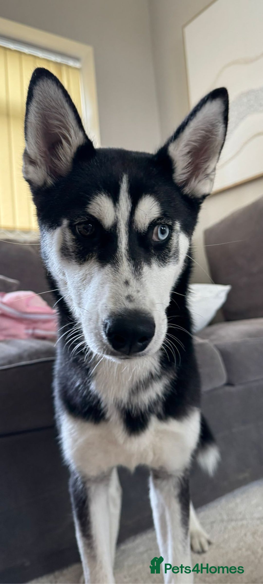 Siberian Husky dogs for sale: Rehoming for Nero - Image 3