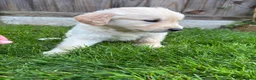 Golden Retriever dogs for sale: Golden retriever puppies in Melton Constable - Advert 2