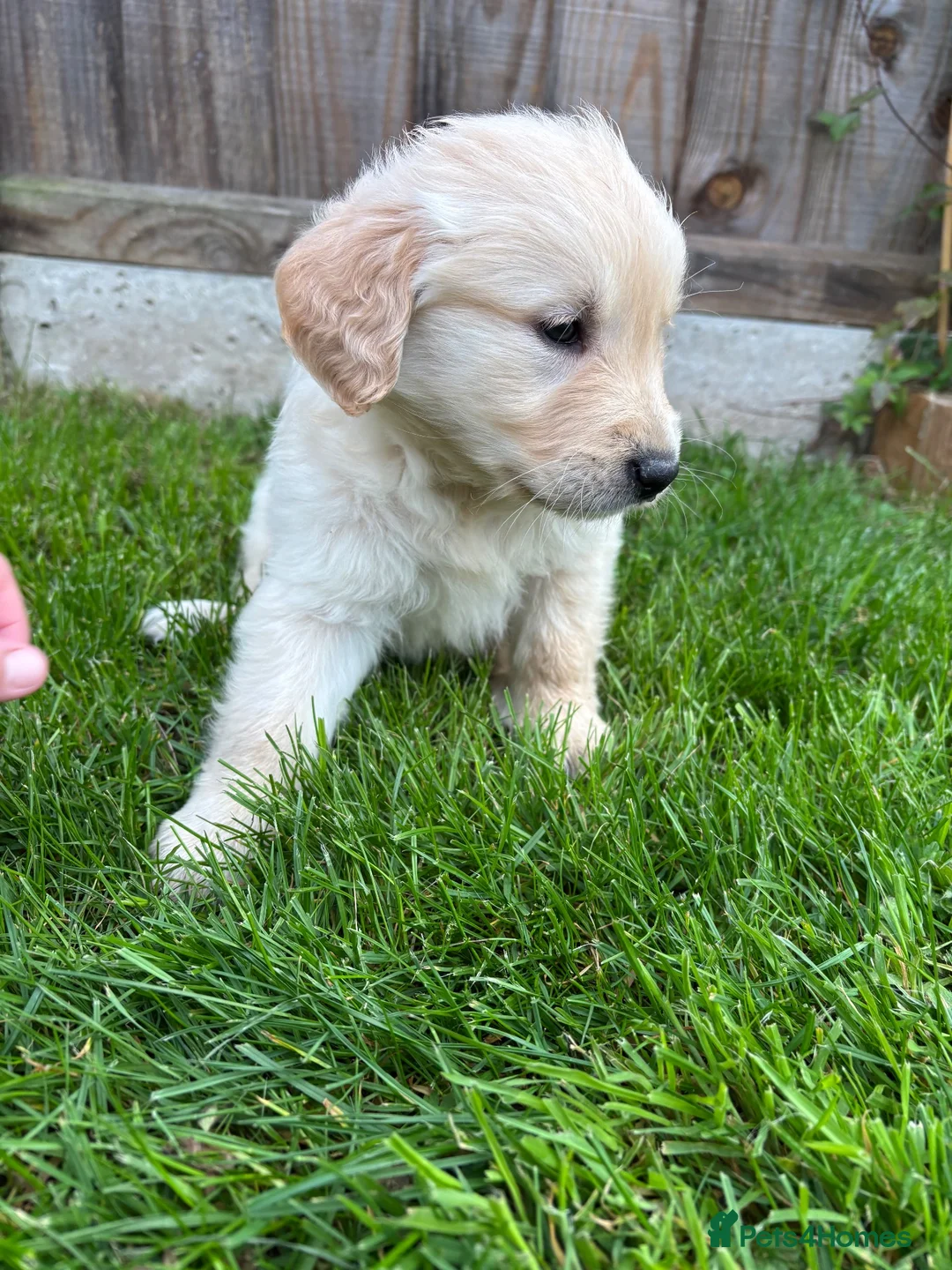 Golden Retriever dogs for sale: Golden retriever puppies in Melton Constable - Advert 2