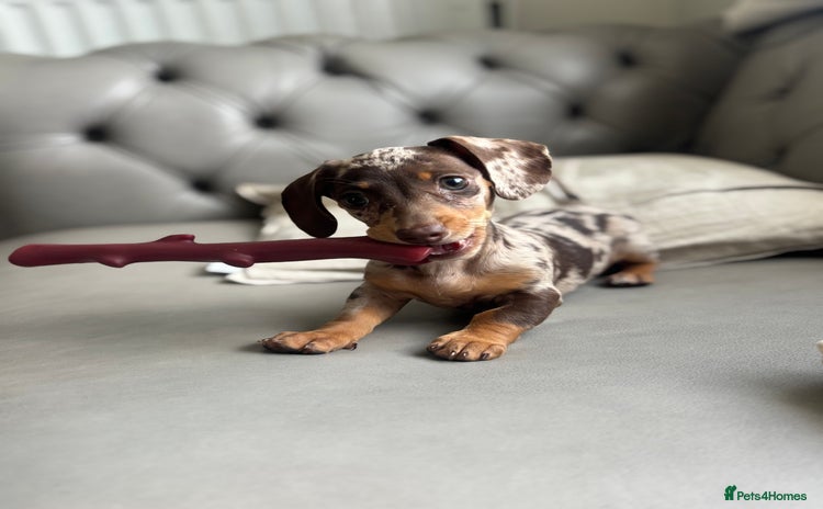 Miniature Dachshund dogs - Advert 1