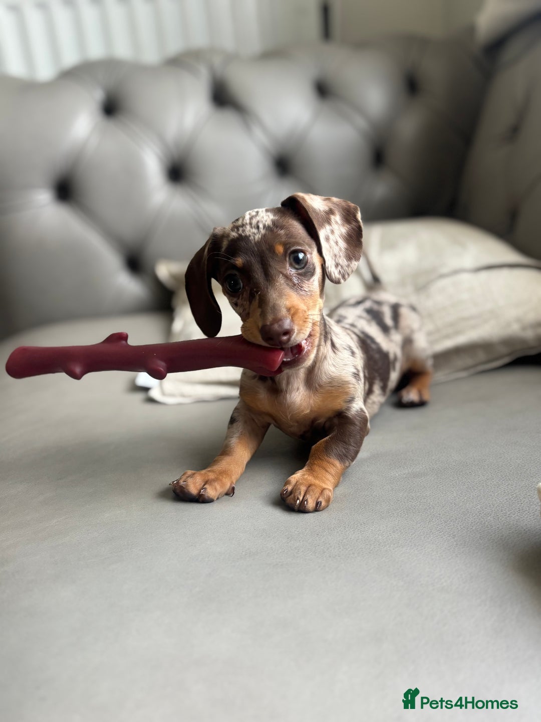 Miniature Dachshund dogs for sale: Miniature dachshund puppy  - Image 1