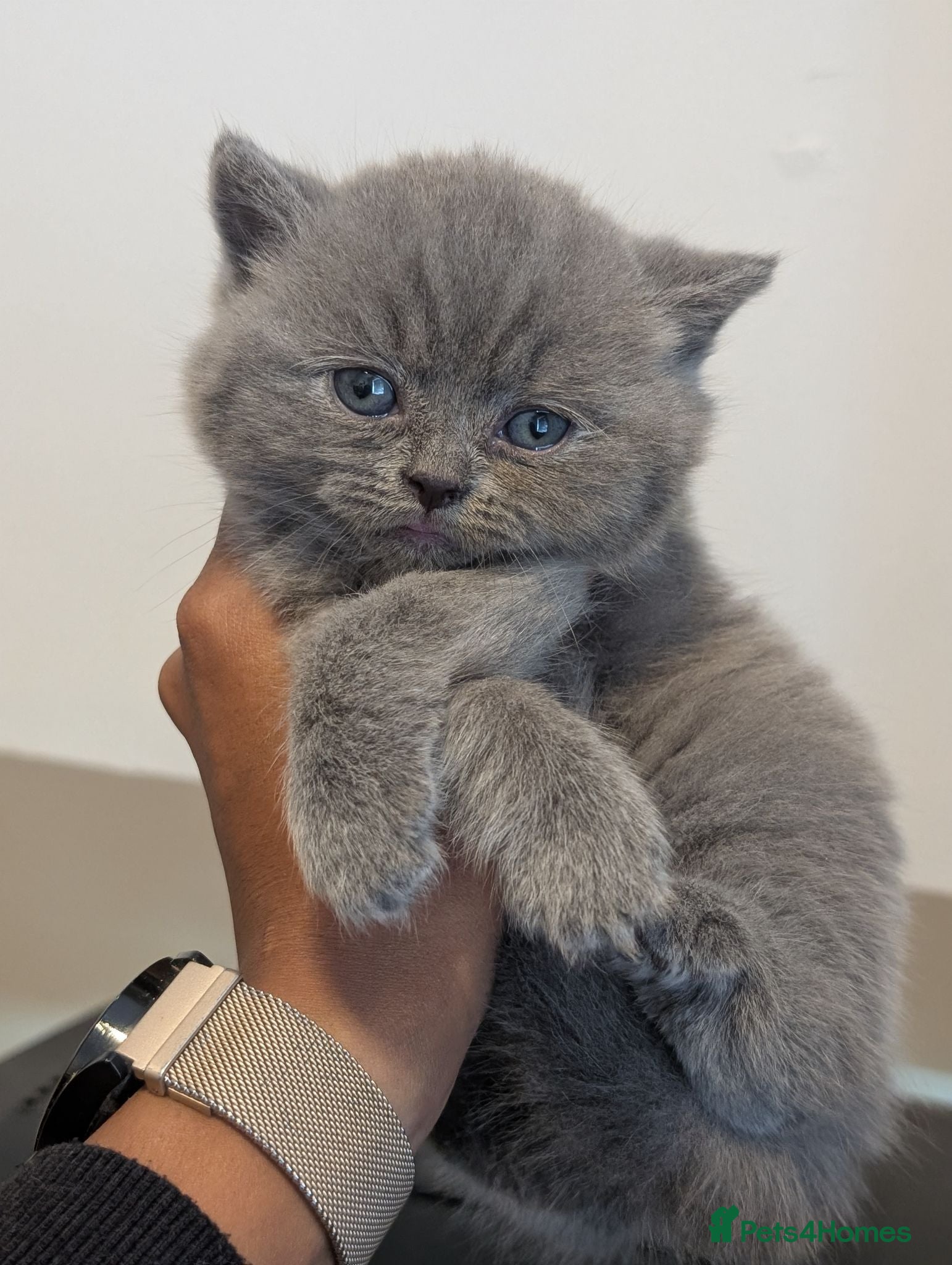 British Shorthair cats British shorthair and longhair kittens  - Advert 1