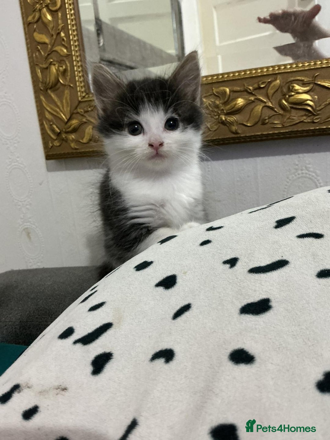 Mixed Breed cats for sale: Kittens  - Advert 8