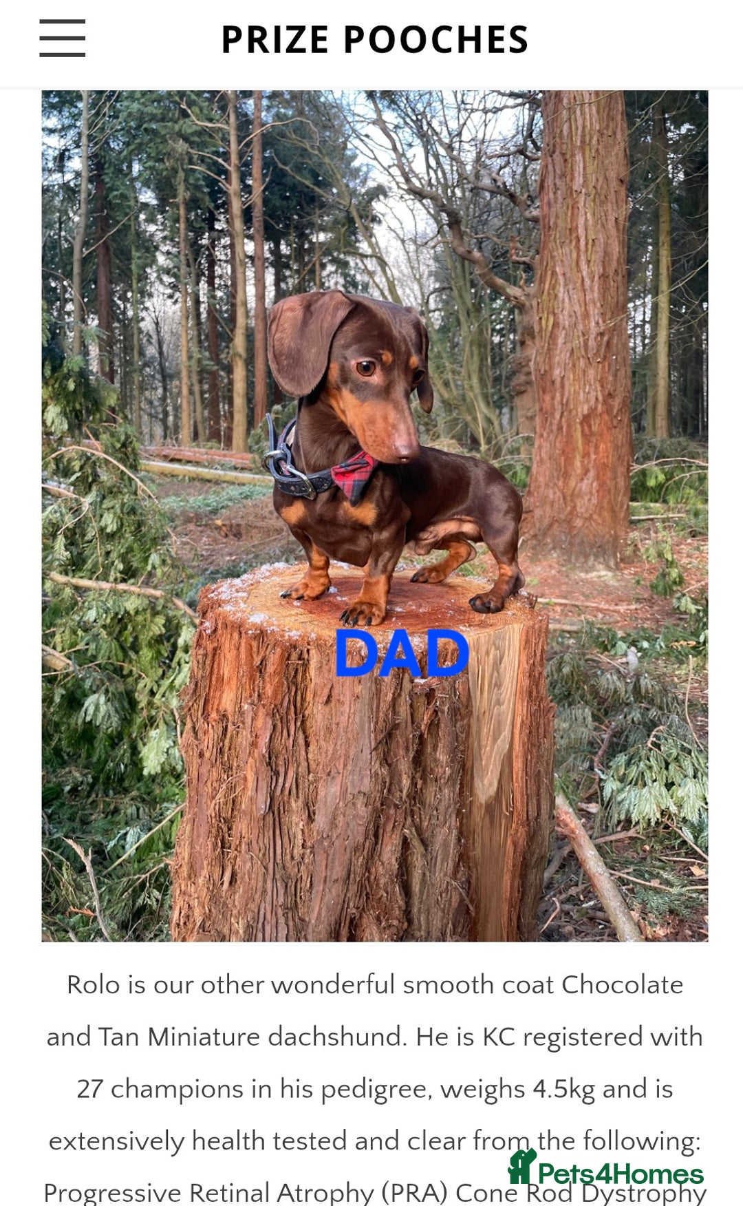 Miniature Dachshund dogs for sale: Minature smooth haired Dachshunds - Image 9