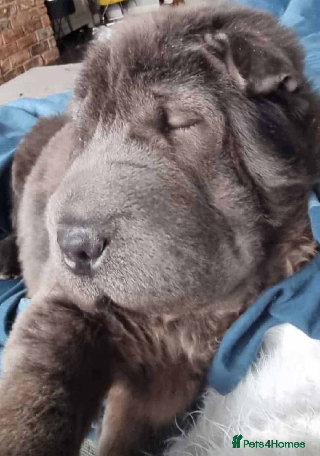 Shar Pei dogs for sale: Bear coat shar pei rehoming needed  - Image 4