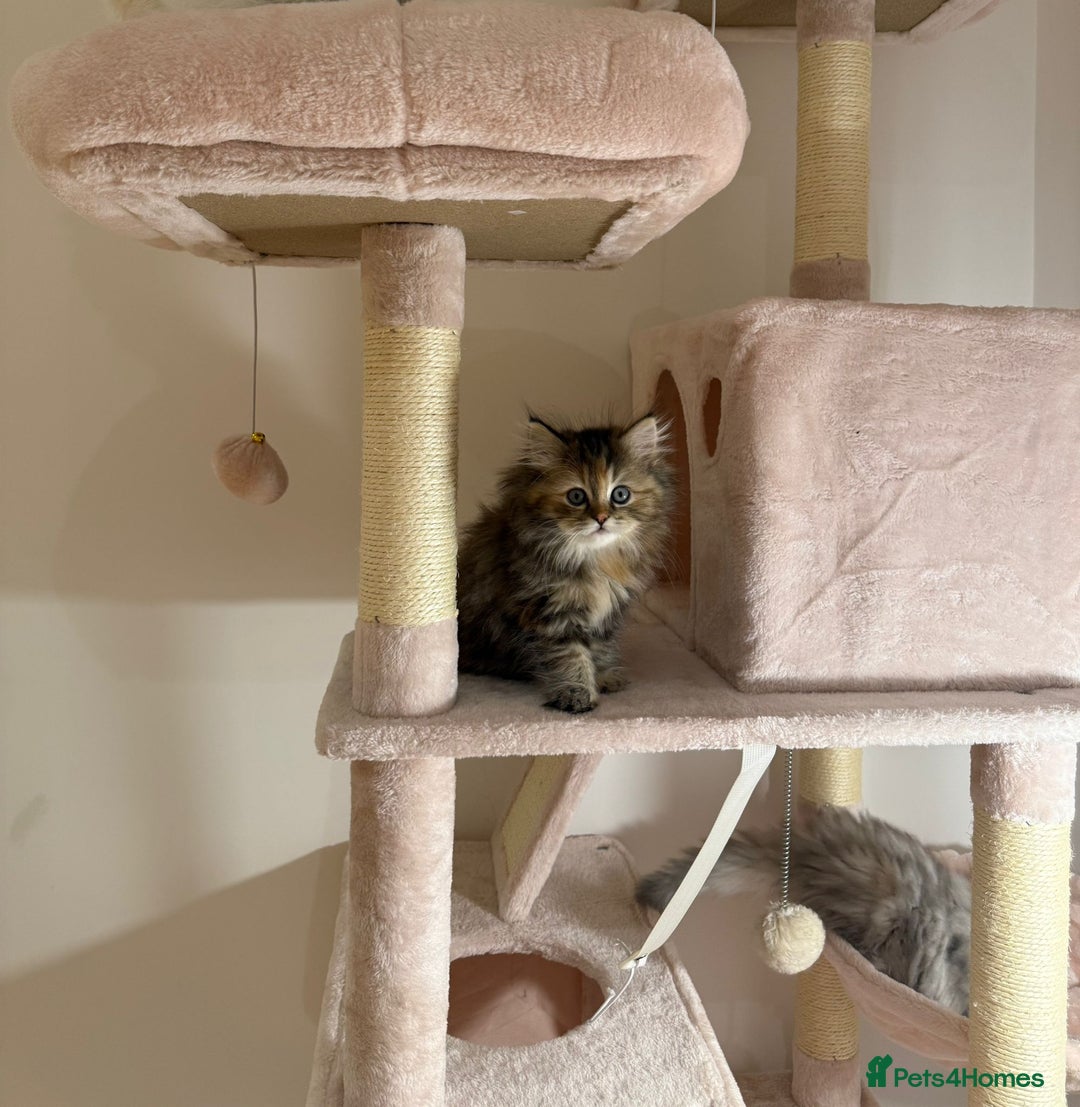 Persian cats for sale: Fluffy Persian Kittens✨ - Advert 6