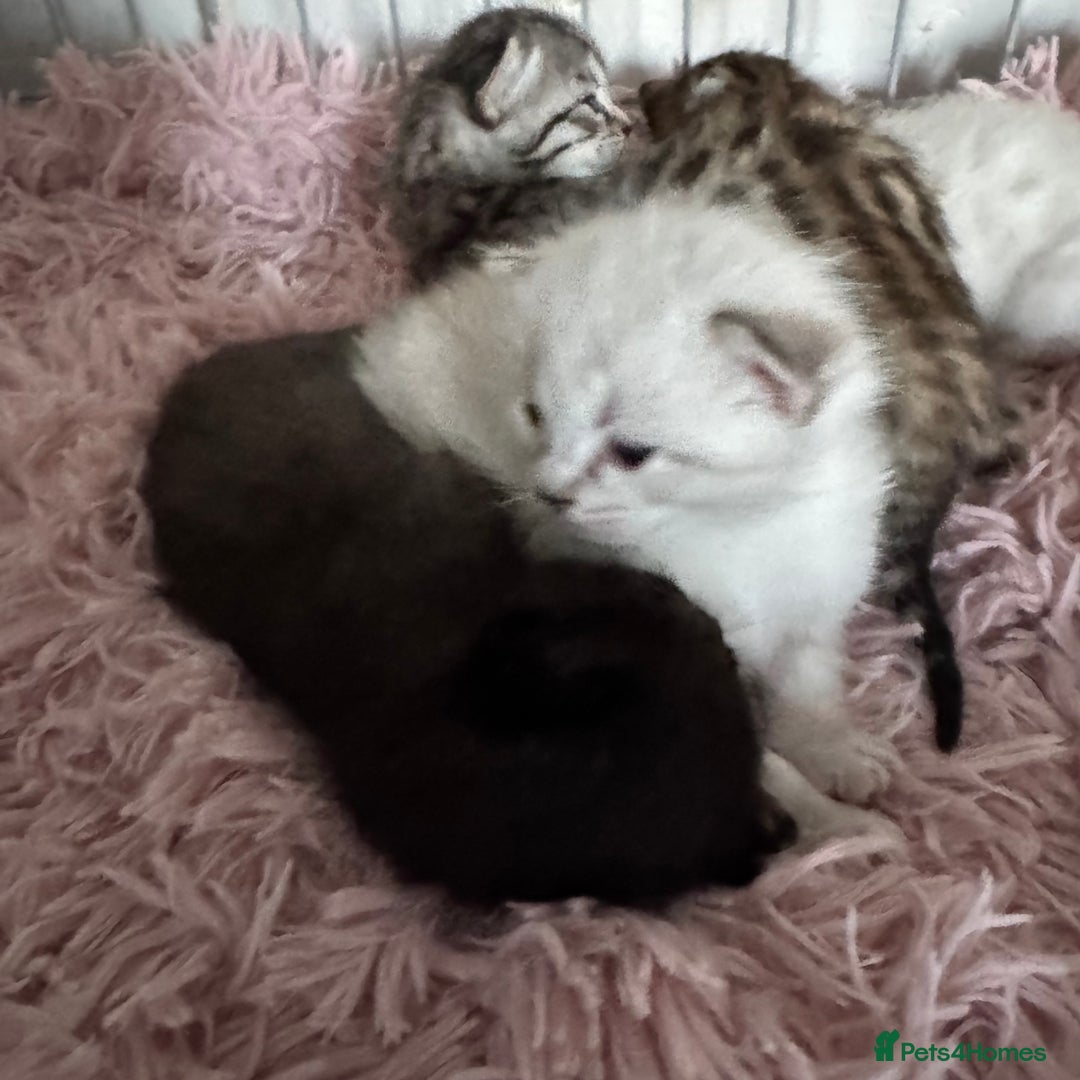 Bengal cats for sale: Beautiful Bengal Kittens - only GIRL available  - Advert 18