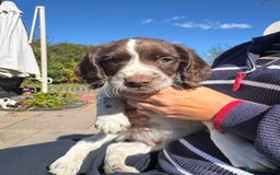 English Springer Spaniel dogs for sale: Liver & White English Springer Spaniel Puppies - Image 2