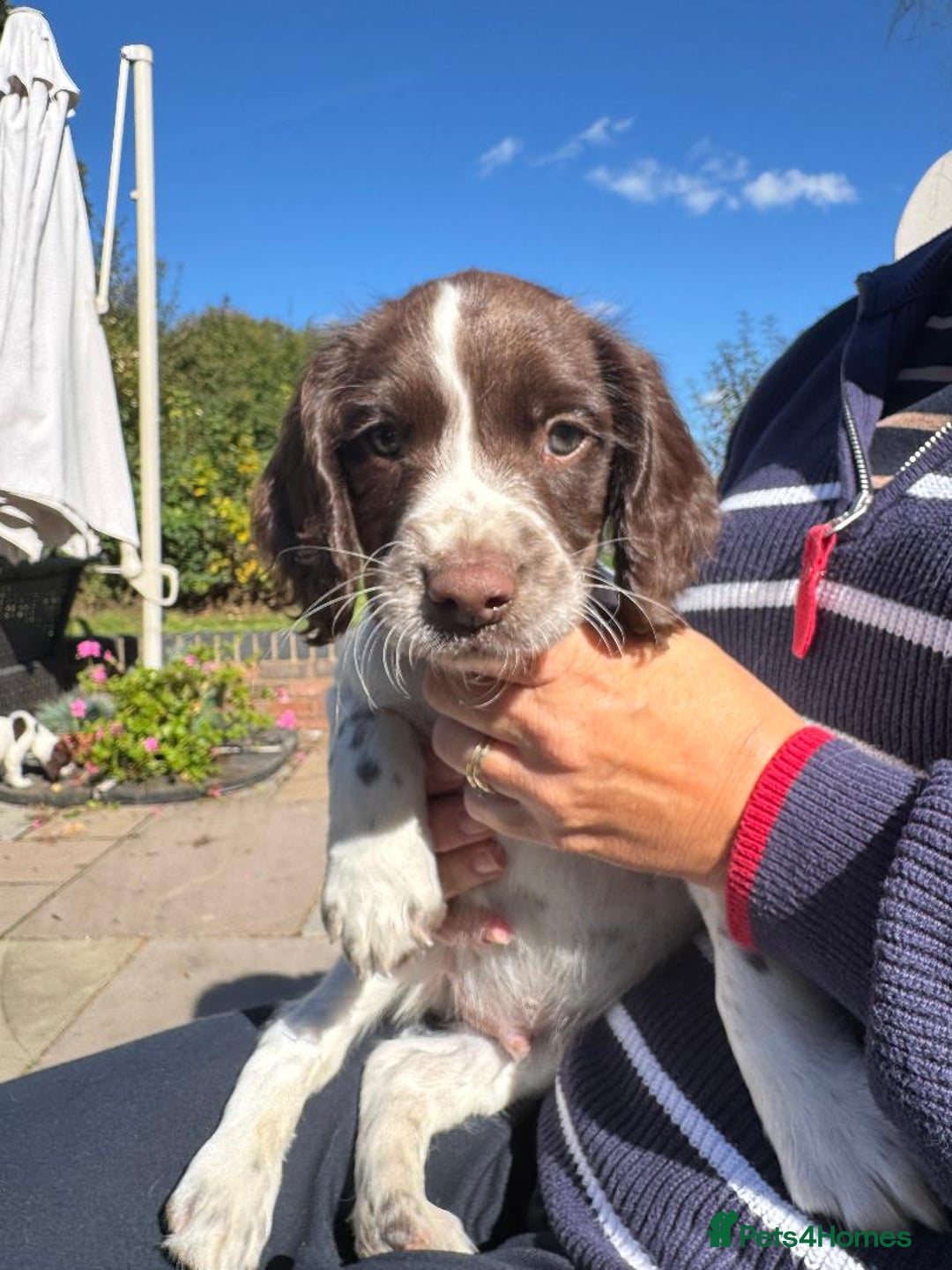 English Springer Spaniel dogs for sale: Liver & White English Springer Spaniel Puppies - Image 2