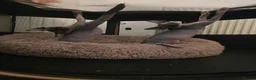 Sphynx cats for sale: Ready Sphynx Kittens Looking for Their Forever 🏰 - Advert 14