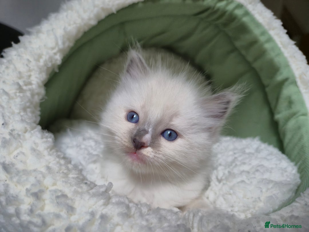 Ragdoll cats for sale: beautiful ragdoll kittens  - Image 6