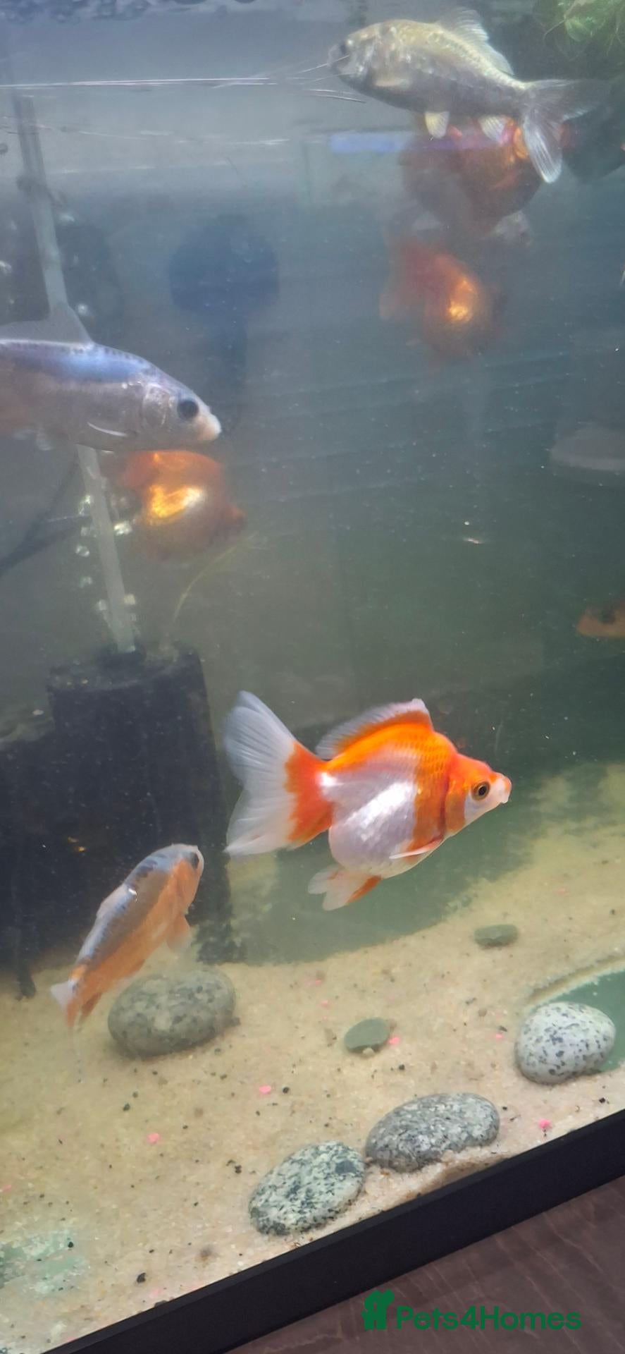 Fancy Goldfish fish Fancy goldfish  x 4  - Advert 1