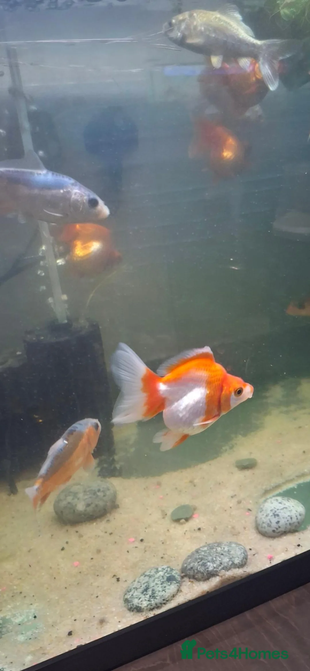 Fancy Goldfish fish for sale: Fancy goldfish  x 4  - Advert 1