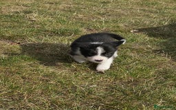 Border Collie dogs for sale: Kennel Club Border Collie Puppies For Sale - Image 16