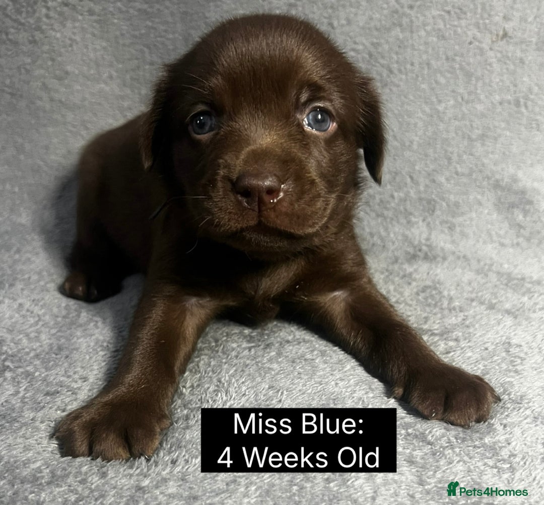 Labrador Retriever dogs for sale: 🖤🤎Superb, Kc Reg, Health Tested, Lab Pups🤎🖤 - Advert 26