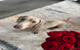 Miniature Dachshund dogs for stud: Mini Dachshund isabella colour for stud - Image 2