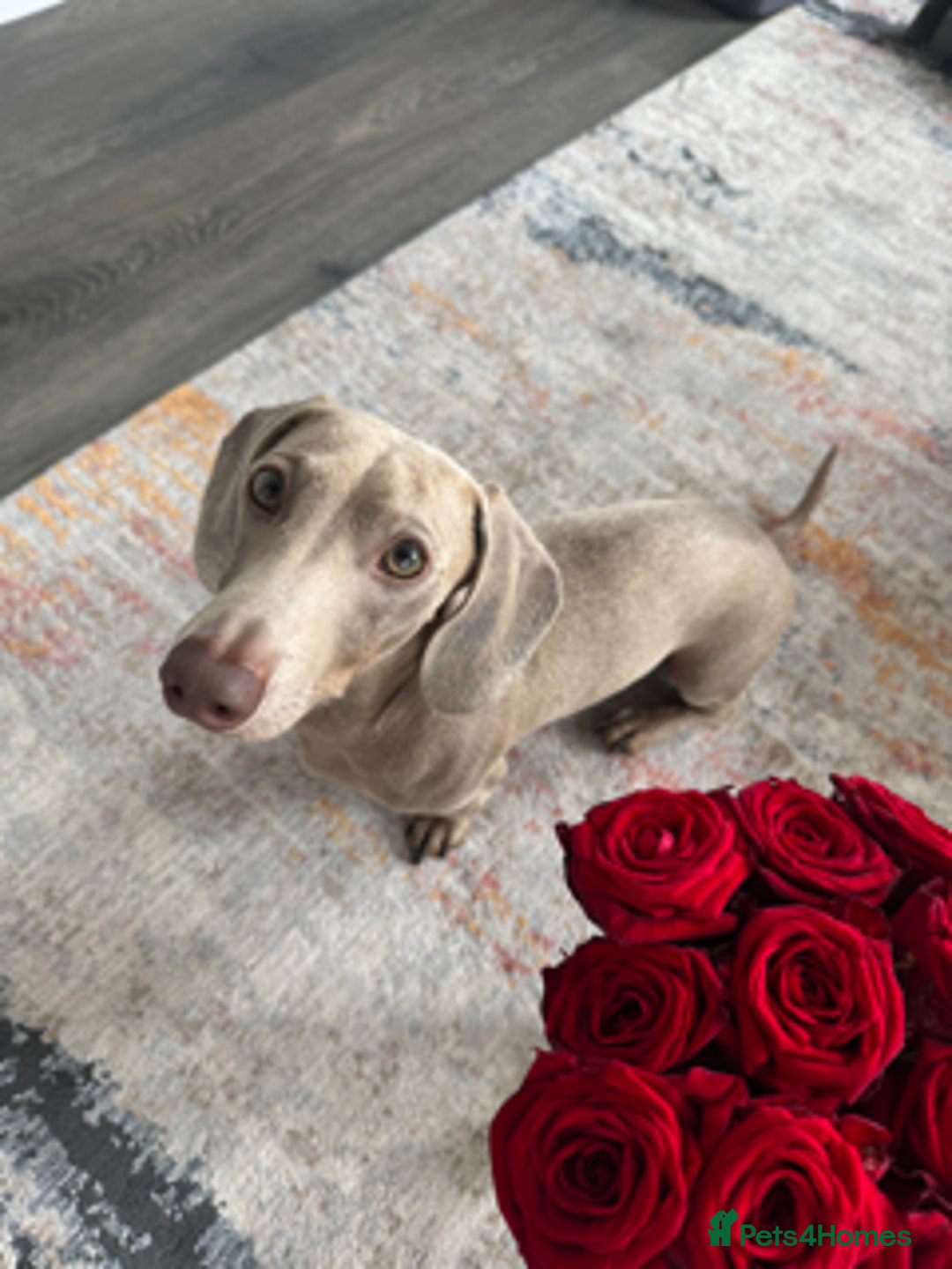 Miniature Dachshund dogs for stud: Mini Dachshund isabella colour for stud - Image 2