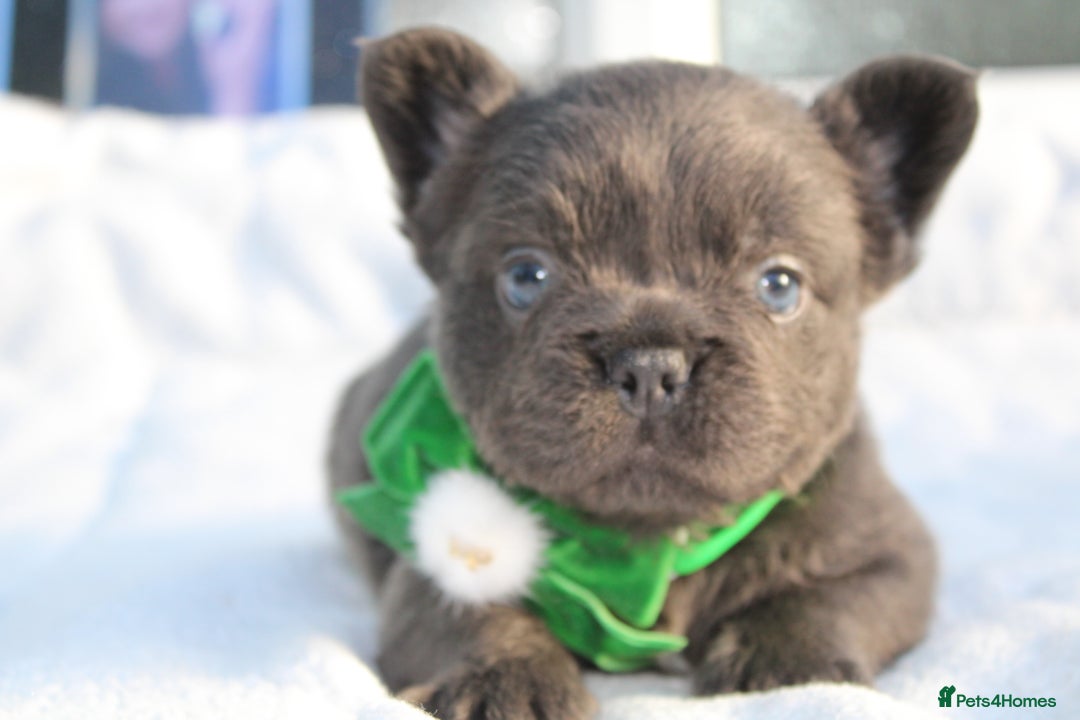 French Bulldog dogs for sale: Fluffy frenchie ready to leave  - Advert 14