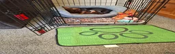Dachshund dogs for sale: Mabel - Advert 6