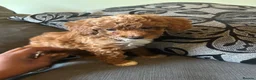 Miniature Poodle dogs for sale: 5 beautiful miniature poodles  - Advert 2