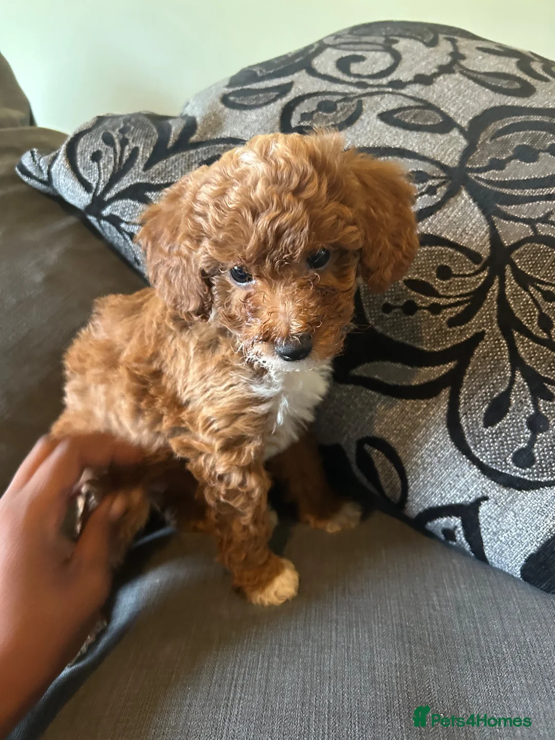 Miniature Poodle dogs for sale: 5 beautiful miniature poodles  - Advert 2