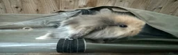 Mini Lion Lop rabbits for sale:  Baby mini lion lops born on 12 August  - Advert 3